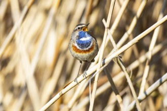 Bluethroat (Luscinia svecica cyanecula) ml Germany
