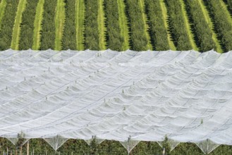 Apple orchard, fruit orchard, partly protected with hail netting, near moated castle on Lake