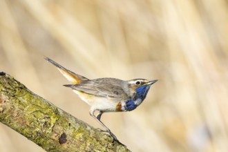 Bluethroat (Luscinia svecica cyanecula) ml Germany