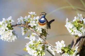 Bluethroat (Luscinia svecica cyanecula) ml Germany