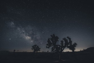 Starry sky with the Milky Way in Joshua Tree National Park