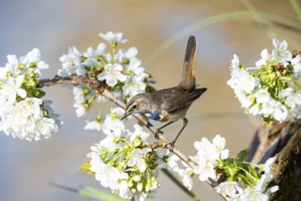 Bluethroat (Luscinia svecica cyanecula) ml Germany