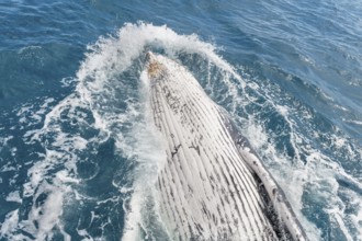 Humpback whale (Megaptera novaeangliae) breaching, Hervey Bay, Queensland, Australia, Oceania