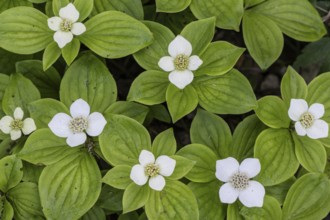Canadian dogwood (Cornus canadensis), Emsland, Lower Saxony, Germany, Europe