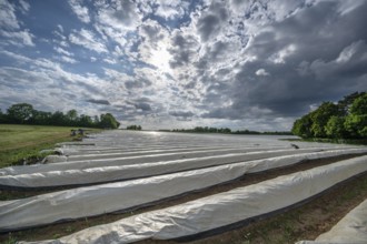 Asparagus field with white covering foil, cloudy sky, Eckental, Middle Franconia, Bavaria, Germany,