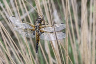 Four-spotted dragonfly (Libellula quadrimaculata), Emsland, Lower Saxony, Germany, Europe