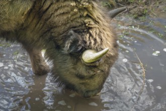 Bison (Bison) drinking water, wildlife park, Bavaria, Germany, Europe