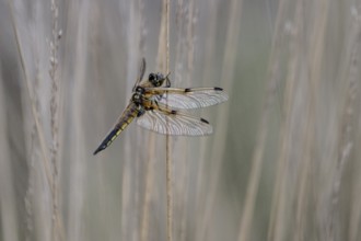 Four-spotted dragonfly (Libellula quadrimaculata), Emsland, Lower Saxony, Germany, Europe