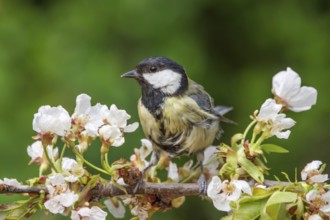 Great tit (Parus major) sitting on a cherry blossom branch in a spring landscape,