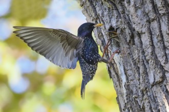 A starling (Sturnus vulgaris) with spread wings in front of its nest cavity in a tree trunk, young