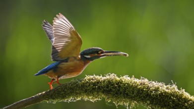 Kingfisher (Alcedo atthis) Indicator for clean flowing waters, male with preyed whitefish, flying