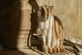 A red and white cat sits next to a pot in warm sunlight, surrounded by shadows, Symi Town, Symi,