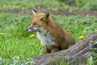 Red fox (Vulpes vulpes) hunting in grassland, meadow at edge of forest