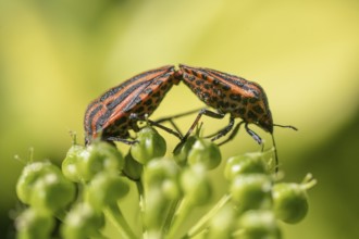 Stripe bug (Graphosoma lineatum), mating, Emsland, Lower Saxony, Germany, Europe
