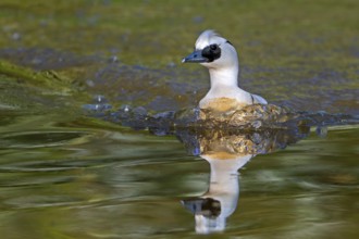 Smew (Mergellus albellus, Mergus albellus) male swimming in pond in spring