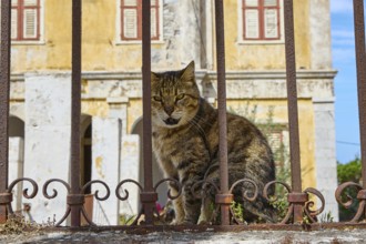 A cat sits behind a gate, in the background an old facade with shutters, Symi Town, Symi,