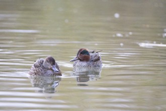 Teal (Anas crecca) Pair Germany