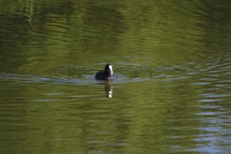 Coot on a lake, May, Germany, Europe