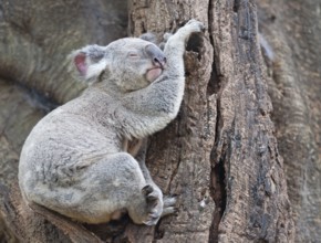 Koala (Phascolarctos Cinereous) resting on a tree, Brisbane, Queensland, Australia, Oceania