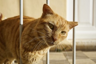 Orange cat leaning curiously out of a lattice in the sunshine, Symi town, Symi, Dodecanese, Greek