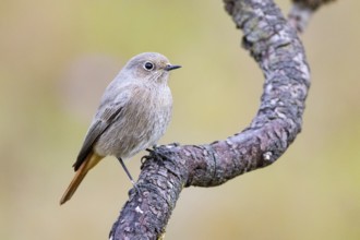 Black redstart (Phoenicurus ochruros) Germany