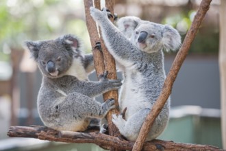 Koalas (Phascolarctos Cinereous), Lone Pine Koala Sanctuary, Brisbane, Queensland, Australia,