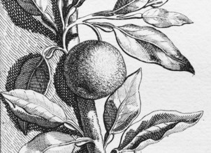 Orange, detail title page, copper engraving or copper etching by Johann Christoph Volkamer or