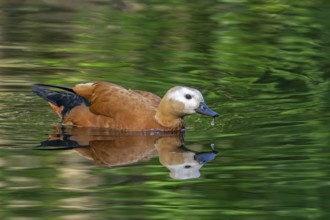 Ruddy shelduck, Brahminy duck (Tadorna ferruginea, Casarca ferruginea) swimming in pond