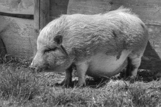 Pot-bellied pig (Sus scrofa domesticus), wildlife park, Bavaria, Germany, Europe