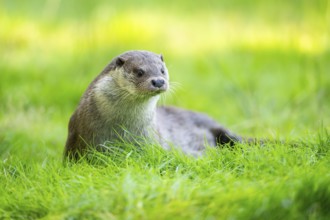 Eurasian otter (Lutra lutra) on a meadow, Hesse, Germany, Europe