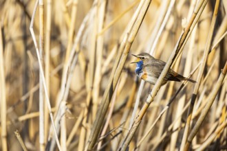 Bluethroat (Luscinia svecica cyanecula) ml Germany