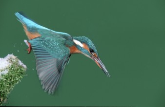 River Kingfisher, Lower Saxony, kingfisher, swoop, Lower Saxony, animals, bird, birds, Common
