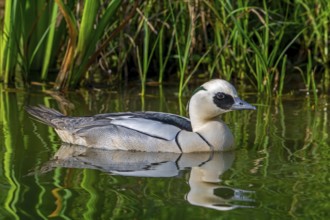 Smew (Mergellus albellus, Mergus albellus) male swimming in pond in spring