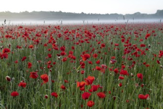 Corn poppy, (Papaver rhoeas), large field in full bloom, Münsterland, North Rhine-Westphalia,