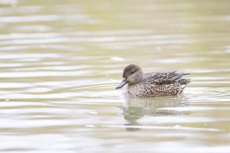 Teal (Anas crecca) wbl Germany