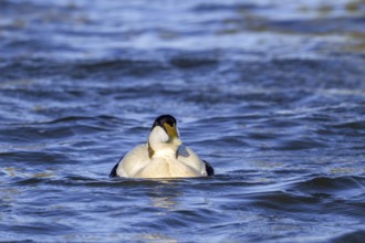 Common eider duck (Somateria mollissima) male, drake in breeding plumage swimming along the North