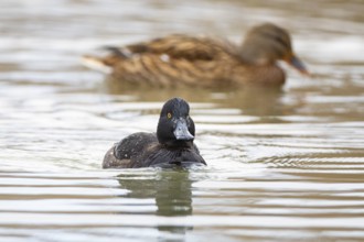 Tufted Duck (Aythya fuligula) wbl Germany