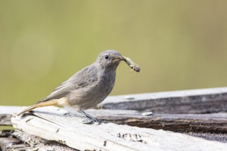 Black redstart (Phoenicurus ochruros) Germany
