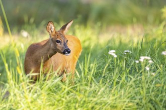 Roe deer (Capreolus capreolus) standing on a meadow, Hesse, Germany, Europe