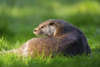 Eurasian otter (Lutra lutra) on a meadow, Hesse, Germany, Europe