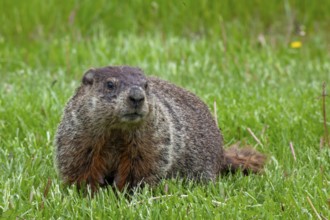 Harrison Township, Michigan - A groundhog on a lawn at Lake St. Clair Metropark