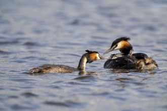 Great Crested Grebe (Podiceps Scalloped ribbonfish), pair, with chicks on their backs during