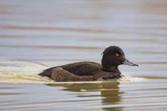 Tufted Duck (Aythya fuligula) wbl Germany
