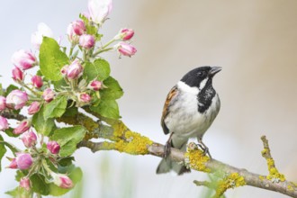 Reed bunting (Emberiza schoeniclus) ml Germany