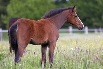 Young horse, foal (Equus ferus caballus) domestic horse, young large horse in a meadow,