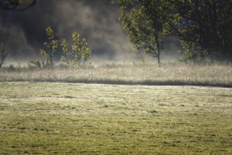 Landscape in May with morning fog, Germany, Europe
