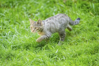 European wildcat (Felis silvestris silvestris) on a meadow, Hesse, Germany, Europe