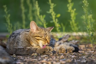European wildcat (Felis silvestris silvestris) lying on the ground, Hesse, Germany, Europe