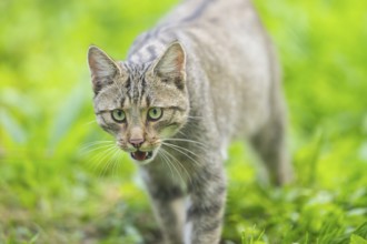 European wildcat (Felis silvestris silvestris), portrait, Hesse, Germany, Europe