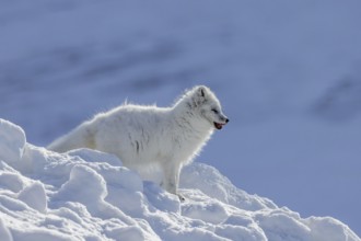 Arctic fox, white fox, polar fox (Vulpes lagopus) adult in thick winter coat hunting on snow